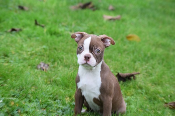Boston Terrier (reu) 39921