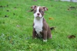 Boston Terrier (reu) 39921