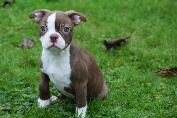 Boston Terrier (reu) 39921