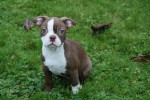 Boston Terrier (reu) 39921