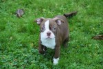 Boston Terrier (reu) 39921