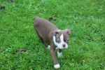 Boston Terrier (reu) 39921