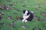 Border Collie (reu) 13400