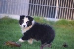 Border Collie (reu) 13400