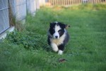 Border Collie (reu) 13400
