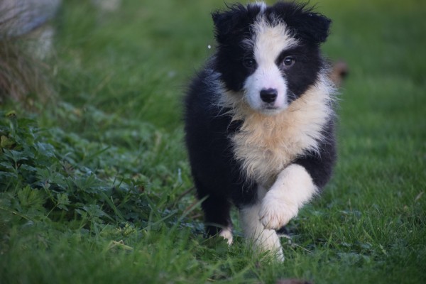 Border Collie (reu) 13400
