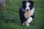 Border Collie (reu) 13400