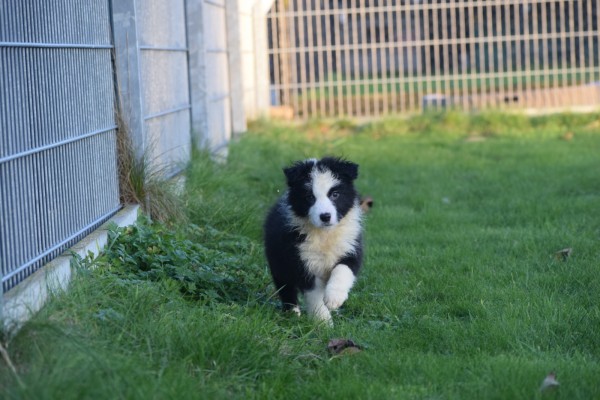Border Collie (reu) 13400