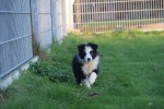 Border Collie (reu) 13400