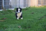 Border Collie (reu) 13400