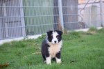 Border Collie (reu) 13400