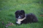 Border Collie (teef) 13810