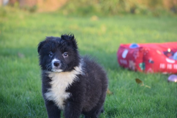 Border Collie (teef) 13810