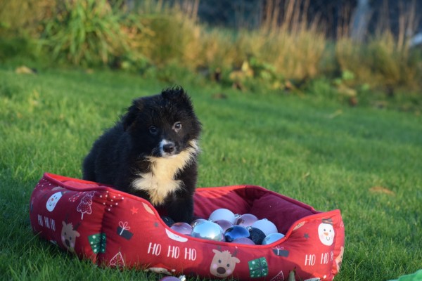 Border Collie (teef) 13810