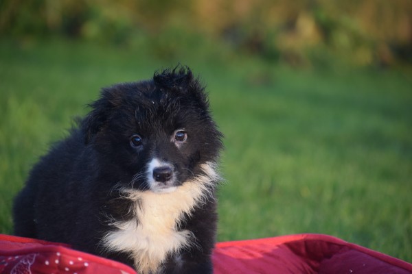 Border Collie (teef) 13810