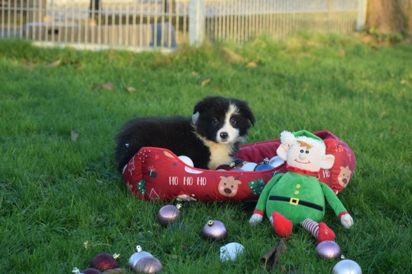 Border Collie (teef) 13675