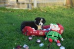 Border Collie (teef) 13675