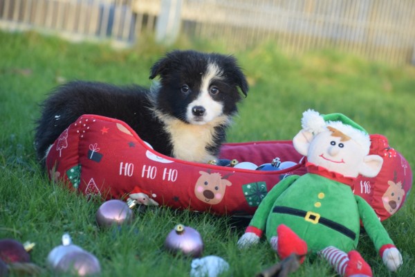 Border Collie (teef) 13675