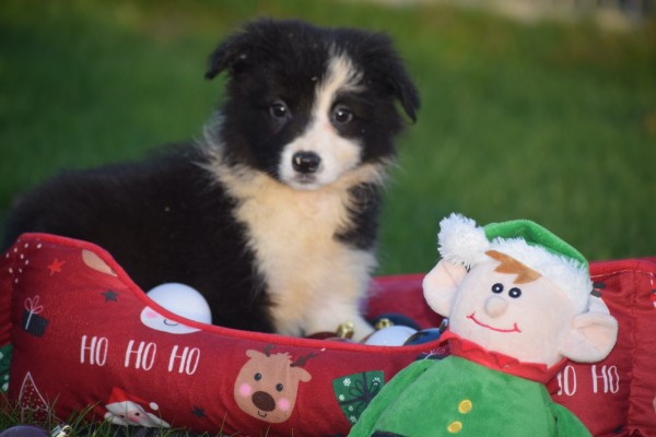 Border Collie (teef) 13675