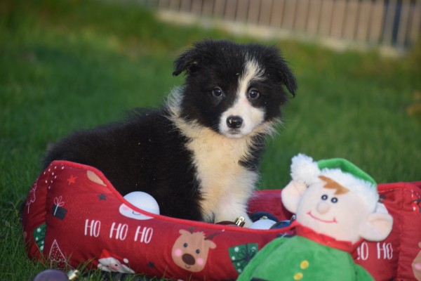 Border Collie (teef) 13675