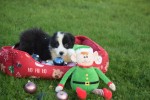 Border Collie (teef) 13762