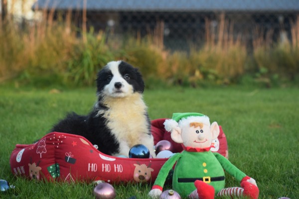 Border Collie (teef) 13762