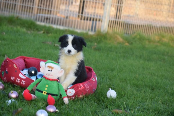 Border Collie (teef) 13762
