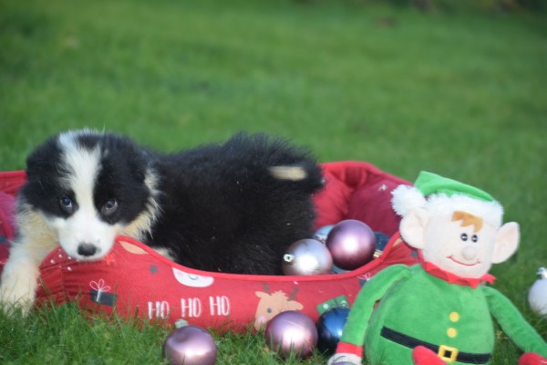 Border Collie (teef) 13762