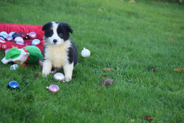 Border Collie (teef) 13762