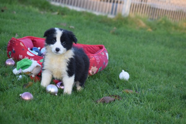Border Collie (teef) 13762