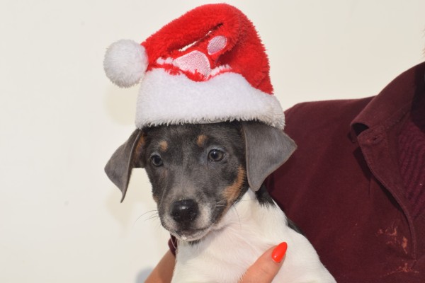 Jack Russel (reu) 40620