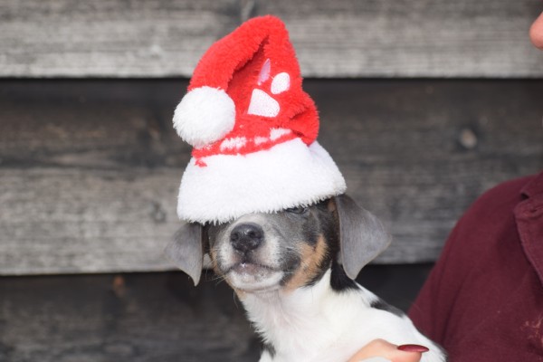 Jack Russel (reu) 40620