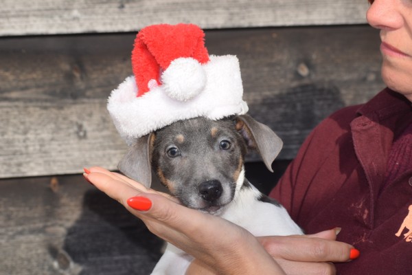 Jack Russel (reu) 40620