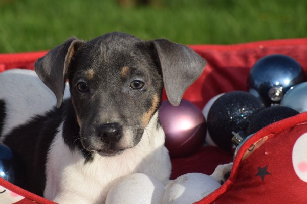 Jack Russel (reu) 40620