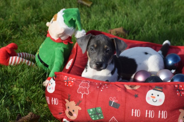 Jack Russel (reu) 40620