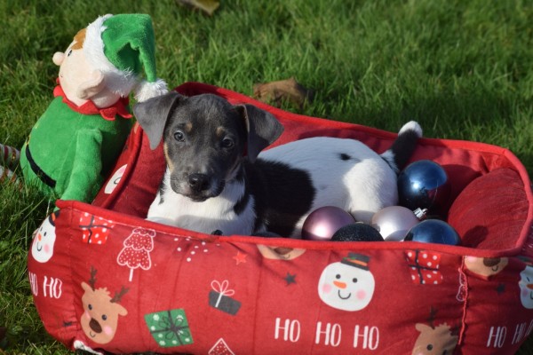 Jack Russel (reu) 40620