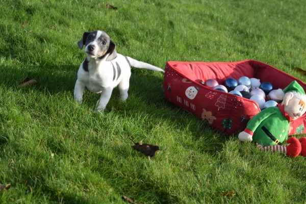 Jack Russel (teef) 41025