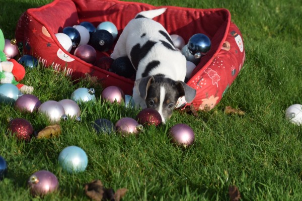 Jack Russel (teef) 41025