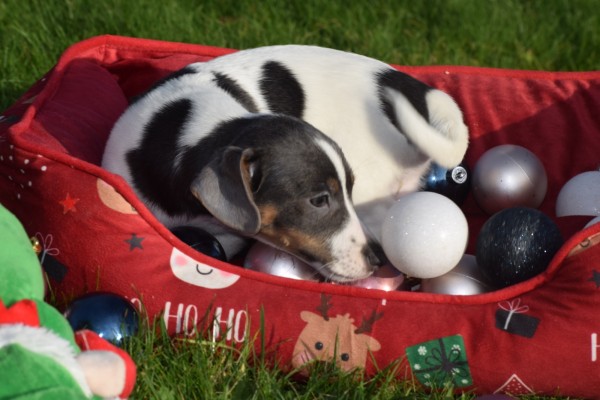 Jack Russel (teef) 41025