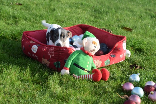 Jack Russel (teef) 41025