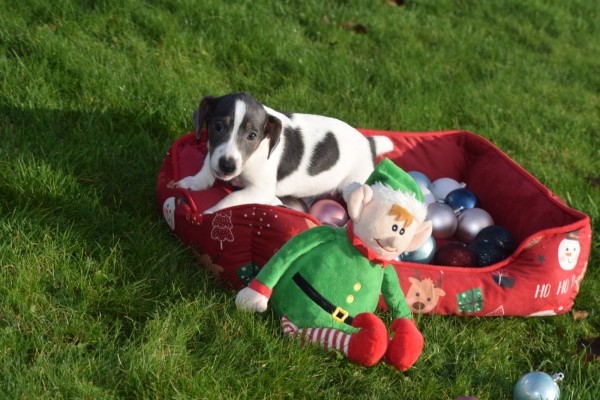 Jack Russel (teef) 41025