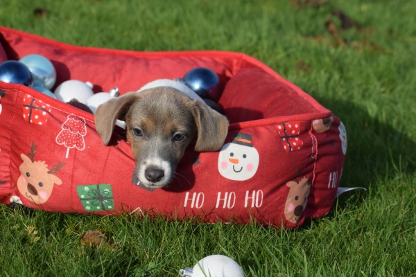 Jack Russel (teef) 40908