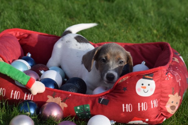 Jack Russel (teef) 40908