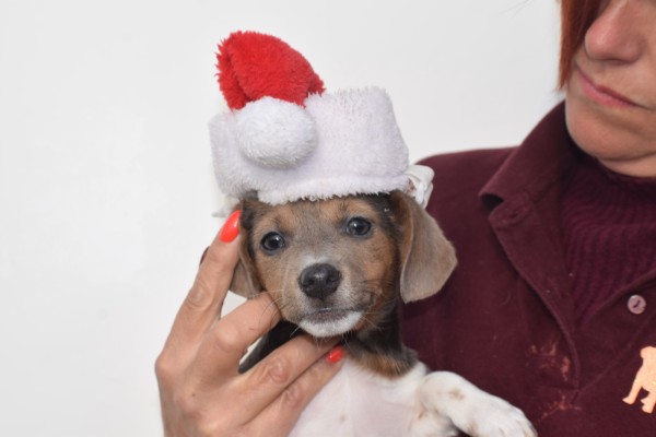 Jack Russel (teef) 40158