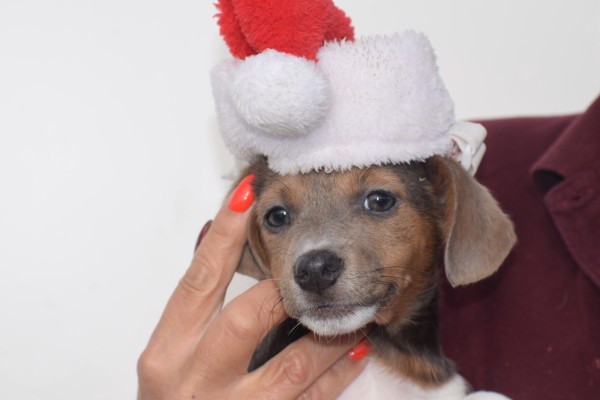 Jack Russel (teef) 40158