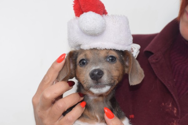 Jack Russel (teef) 40158