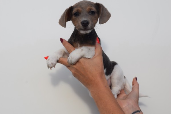 Jack Russel (teef) 40158