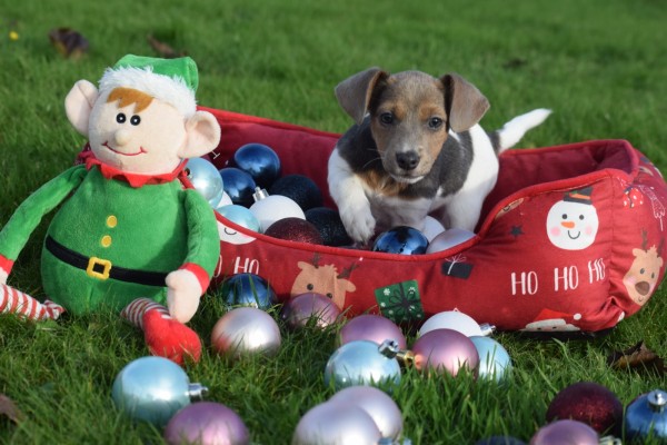 Jack Russel (teef) 40158