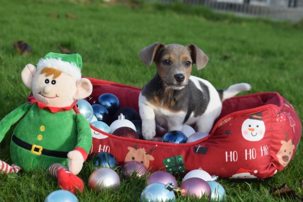 Jack Russel (teef) 40158