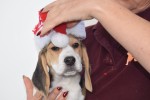 Beagle (reu) 39989